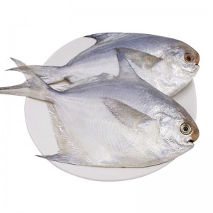 大號(hào)銀鯧魚(yú)新鮮冷凍昌魚(yú)白倉(cāng)魚(yú)生鮮白鯧魚(yú)鯧鳊魚(yú)水產(chǎn)海鮮